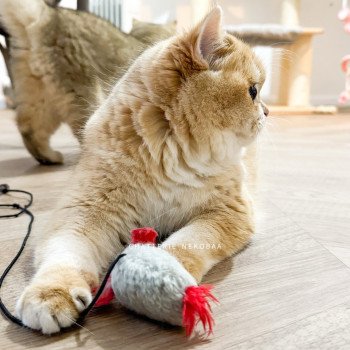 chat British Shorthair black golden shell Willow Chatterie Nekobaa chat British Shorthair black golden shell Willow Chatterie Nekobaa