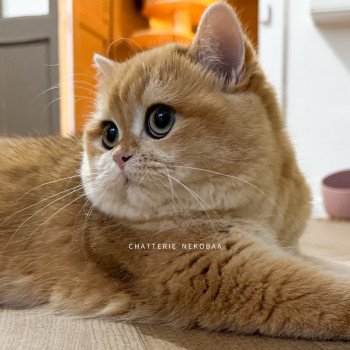 chat British Shorthair black golden shell Willow Chatterie Nekobaa chat British Shorthair black golden shell Willow Chatterie Nekobaa