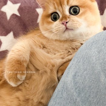 chat British Shorthair black golden shell Willow Chatterie Nekobaa chat British Shorthair black golden shell Willow Chatterie Nekobaa