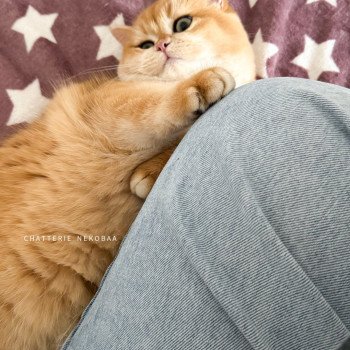 chat British Shorthair black golden shell Willow Chatterie Nekobaa chat British Shorthair black golden shell Willow Chatterie Nekobaa