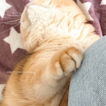 chat British Shorthair black golden shell Willow Chatterie Nekobaa chat British Shorthair black golden shell Willow Chatterie Nekobaa