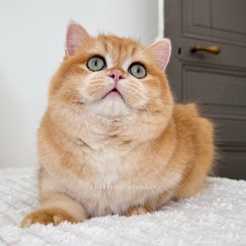 chat British Shorthair black golden shell Willow Chatterie Nekobaa chat British Shorthair black golden shell Willow Chatterie Nekobaa
