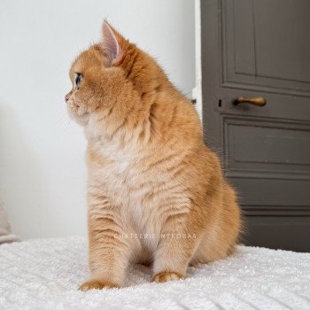 chat British Shorthair black golden shell Willow Chatterie Nekobaa chat British Shorthair black golden shell Willow Chatterie Nekobaa