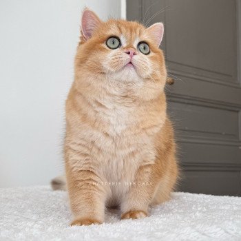 chat British Shorthair black golden shell Willow Chatterie Nekobaa chat British Shorthair black golden shell Willow Chatterie Nekobaa