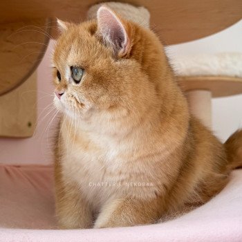 chat British Shorthair black golden shell Willow Chatterie Nekobaa chat British Shorthair black golden shell Willow Chatterie Nekobaa