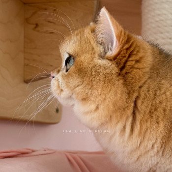 chat British Shorthair black golden shell Willow Chatterie Nekobaa chat British Shorthair black golden shell Willow Chatterie Nekobaa