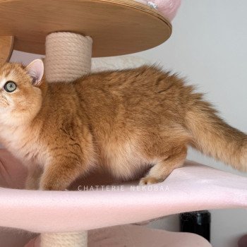chat British Shorthair black golden shell Willow Chatterie Nekobaa chat British Shorthair black golden shell Willow Chatterie Nekobaa