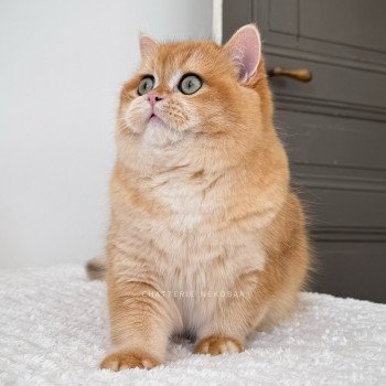 chat British Shorthair black golden shell Willow Chatterie Nekobaa chat British Shorthair black golden shell Willow Chatterie Nekobaa