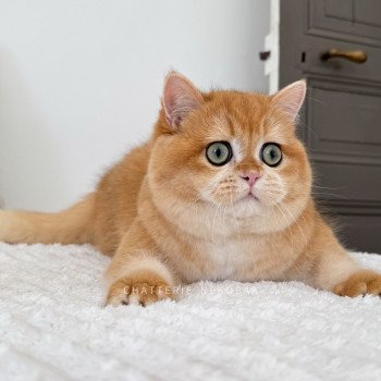 chat British Shorthair black golden shell Willow Chatterie Nekobaa chat British Shorthair black golden shell Willow Chatterie Nekobaa