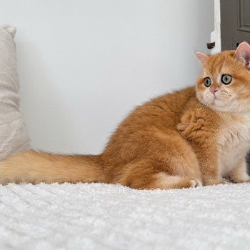 chat British Shorthair black golden shell Willow Chatterie Nekobaa chat British Shorthair black golden shell Willow Chatterie Nekobaa