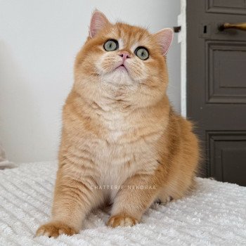 Will Mâle British Shorthair