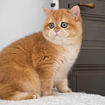 chat British Shorthair black golden shell Willow Chatterie Nekobaa chat British Shorthair black golden shell Willow Chatterie Nekobaa