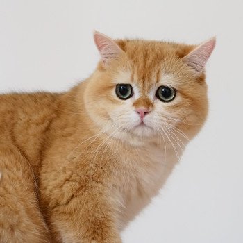 chat British Shorthair black golden shell Willow Chatterie Nekobaa chat British Shorthair black golden shell Willow Chatterie Nekobaa