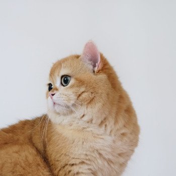 chat British Shorthair black golden shell Willow Chatterie Nekobaa chat British Shorthair black golden shell Willow Chatterie Nekobaa