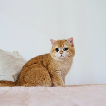 chat British Shorthair black golden shell Willow Chatterie Nekobaa chat British Shorthair black golden shell Willow Chatterie Nekobaa