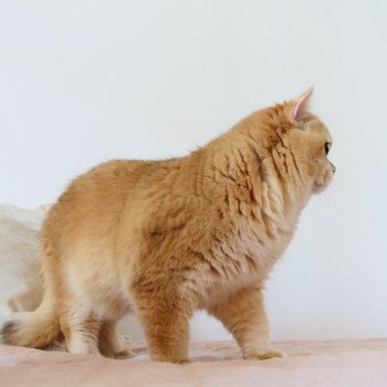 chat British Shorthair black golden shell Willow Chatterie Nekobaa chat British Shorthair black golden shell Willow Chatterie Nekobaa