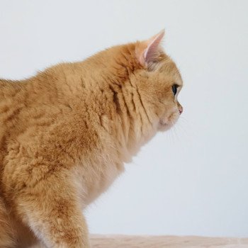 chat British Shorthair black golden shell Willow Chatterie Nekobaa chat British Shorthair black golden shell Willow Chatterie Nekobaa