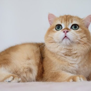 chat British Shorthair black golden shell Willow Chatterie Nekobaa chat British Shorthair black golden shell Willow Chatterie Nekobaa