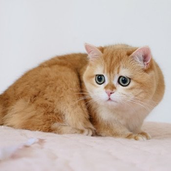 chat British Shorthair black golden shell Willow Chatterie Nekobaa chat British Shorthair black golden shell Willow Chatterie Nekobaa
