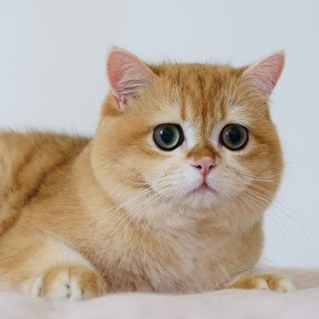 chat British Shorthair black golden shell Willow Chatterie Nekobaa chat British Shorthair black golden shell Willow Chatterie Nekobaa