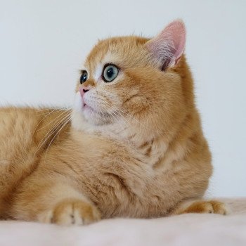 chat British Shorthair black golden shell Willow Chatterie Nekobaa chat British Shorthair black golden shell Willow Chatterie Nekobaa