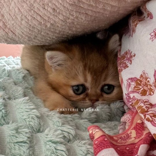 Watashi Femelle British Shorthair