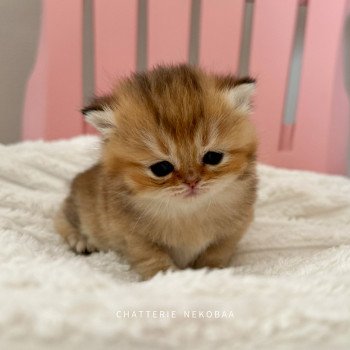 Watashi Femelle British Shorthair