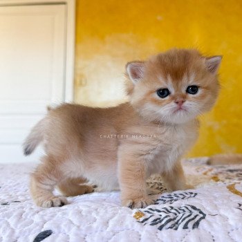 chaton British Shorthair black golden shaded Wawami Chatterie Nekobaa