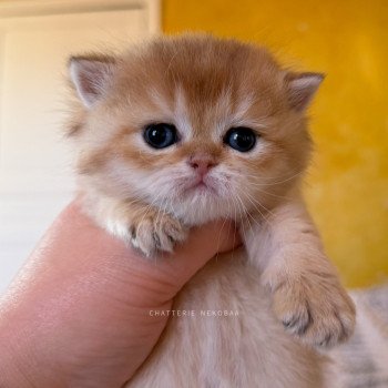chaton British Shorthair black golden shaded Wawami Chatterie Nekobaa