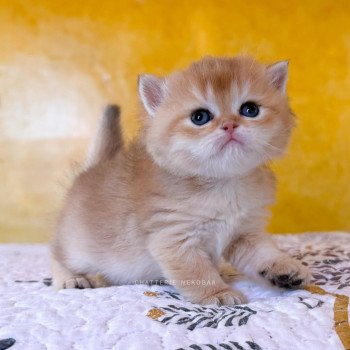 chaton British Shorthair black golden shaded Wawami Chatterie Nekobaa