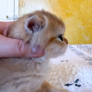 chaton British Shorthair black golden shaded Wawami Chatterie Nekobaa