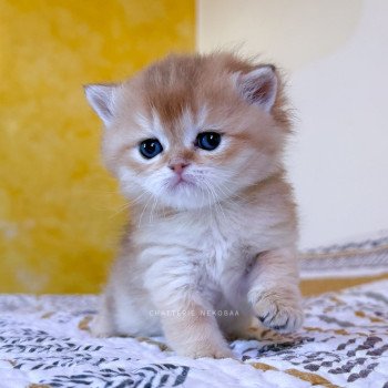 chaton British Shorthair black golden shaded Wawami Chatterie Nekobaa