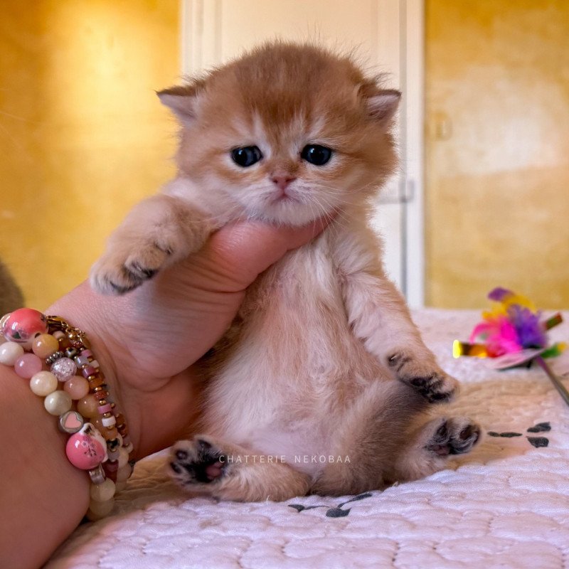 Wawami Femelle British Shorthair