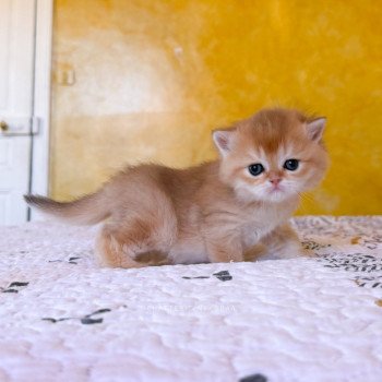 chaton British Shorthair black golden shaded Wawami Chatterie Nekobaa