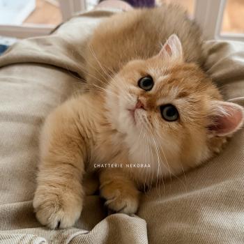 chaton British Shorthair black golden shaded Wawami Chatterie Nekobaa