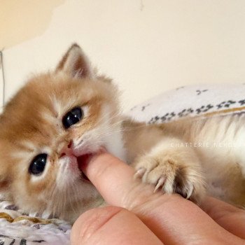 chaton British Shorthair black golden shaded Wufei Chatterie Nekobaa