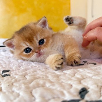 chaton British Shorthair black golden shaded Wufei Chatterie Nekobaa