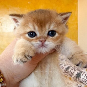 chaton British Shorthair black golden shaded Wufei Chatterie Nekobaa