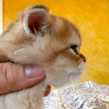 chaton British Shorthair black golden shaded Wufei Chatterie Nekobaa