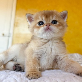 chaton British Shorthair black golden shaded Wufei Chatterie Nekobaa
