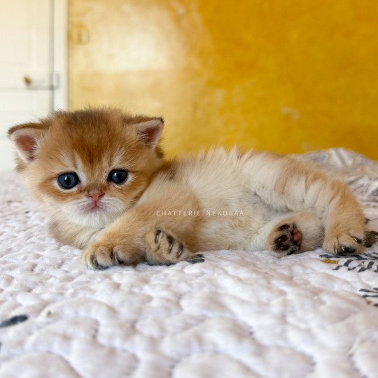 Wufei Mâle British Shorthair