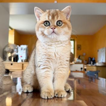 chaton British Shorthair black golden shaded Wufei Chatterie Nekobaa