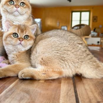 chaton British Shorthair black golden shaded Wufei Chatterie Nekobaa