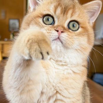 chaton British Shorthair black golden shaded Wufei Chatterie Nekobaa