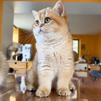 chaton British Shorthair black golden shaded Wufei Chatterie Nekobaa