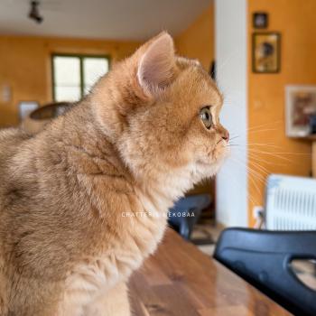 chaton British Shorthair black golden shaded Wufei Chatterie Nekobaa