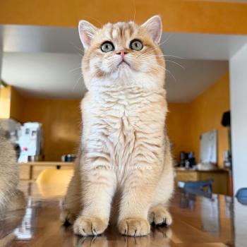 chaton British Shorthair black golden shaded Wufei Chatterie Nekobaa
