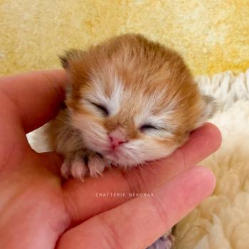 chaton British Shorthair black golden shaded Xena Chatterie Nekobaa