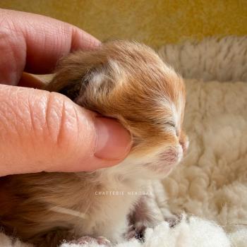 chaton British Shorthair black golden shaded Xena Chatterie Nekobaa