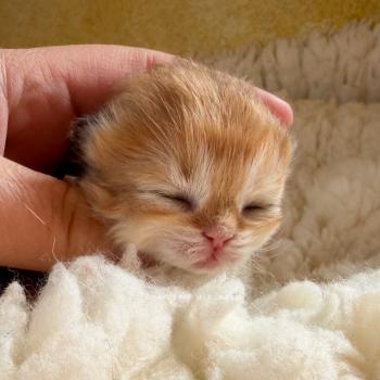 chaton British Shorthair black golden shaded Xena Chatterie Nekobaa